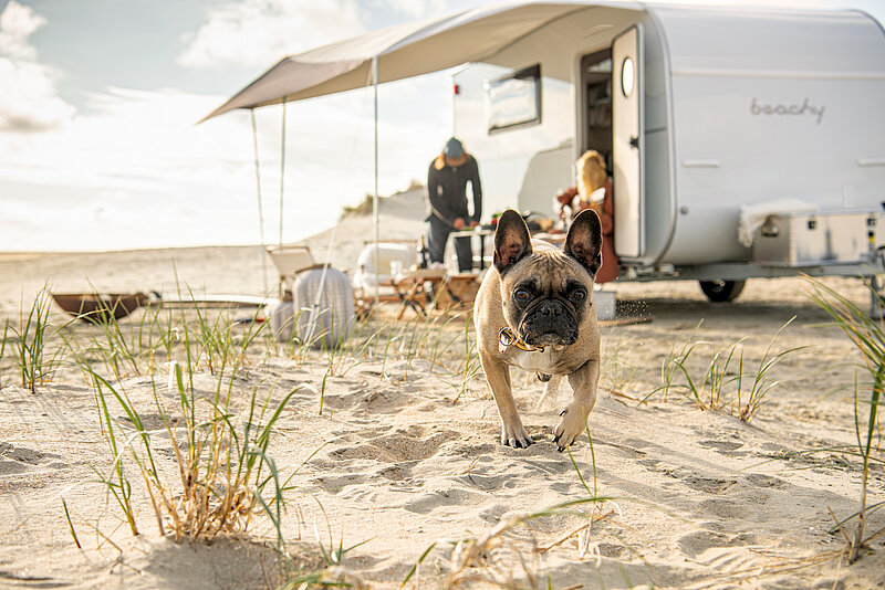 2025-ww-beachy-420-Hund-aussen-1362-BEAR-PRESSE-thumb